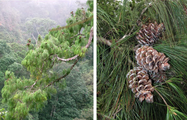 Picture 1 of Revealing new species of pine in Vietnam, the whole world is unknown