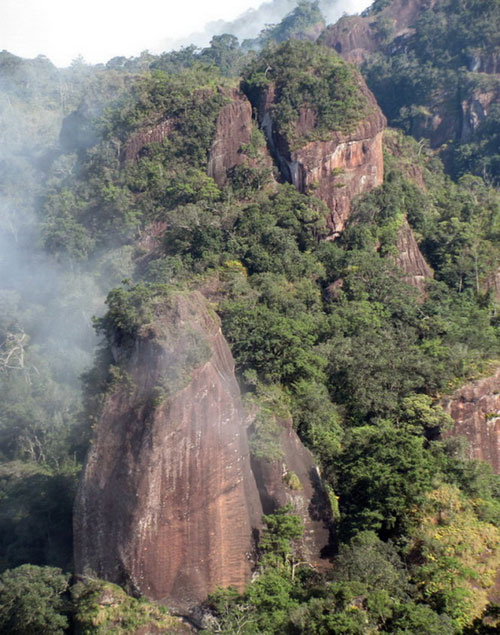 Picture 2 of Revealing new species of pine in Vietnam, the whole world is unknown