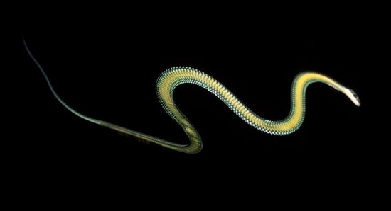 Picture 1 of Revealing secrets of snakes