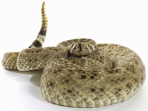 Picture 2 of Revealing secrets of snakes