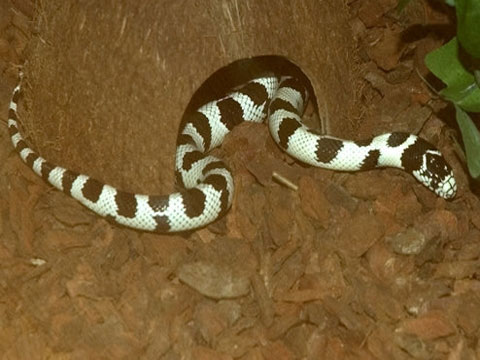 Picture 3 of Revealing secrets of snakes