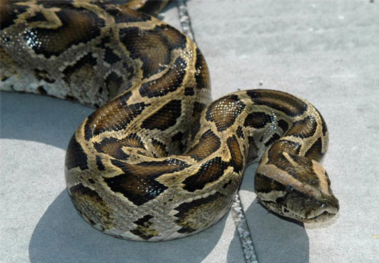 Picture 4 of Revealing secrets of snakes