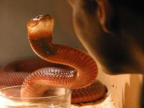Picture 5 of Revealing secrets of snakes