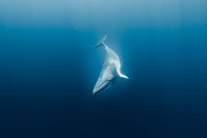 Picture 2 of Revealing secrets to help whales dive 'super good'