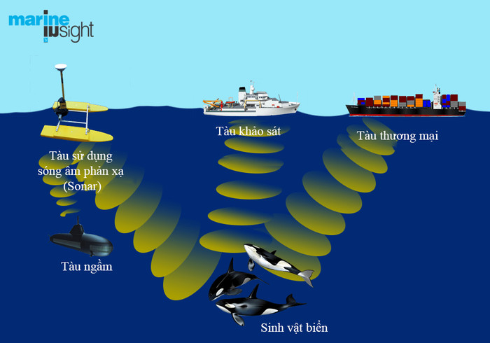 Picture 3 of Revealing secrets to help whales dive 'super good'