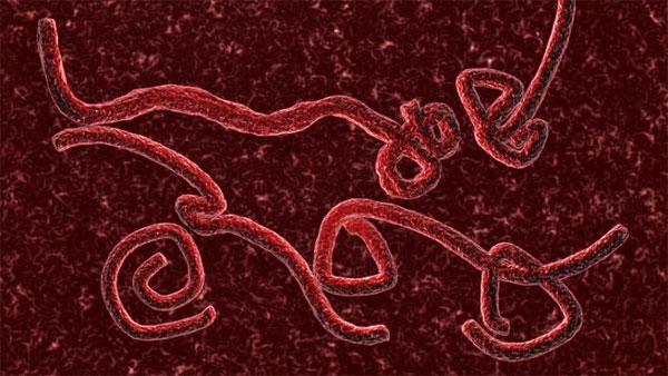 Picture 1 of Revealing the mysterious transformation ability of Ebola virus