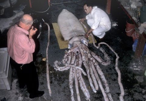 Revealing the mystery of giant squid images 1