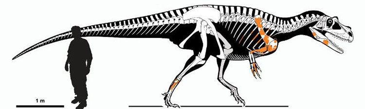 Picture 2 of Revealing the oldest carnivorous dinosaur ever existed, 7.5 meters long and weighs 1 ton