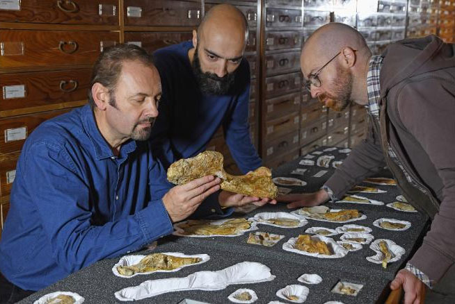 Picture 3 of Revealing the oldest carnivorous dinosaur ever existed, 7.5 meters long and weighs 1 ton