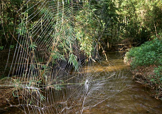 Picture 2 of Revealing the secret of spiders creating the world's most durable silk thread