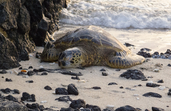Picture 1 of Revealing the strange sex life of the extremely rare turtle