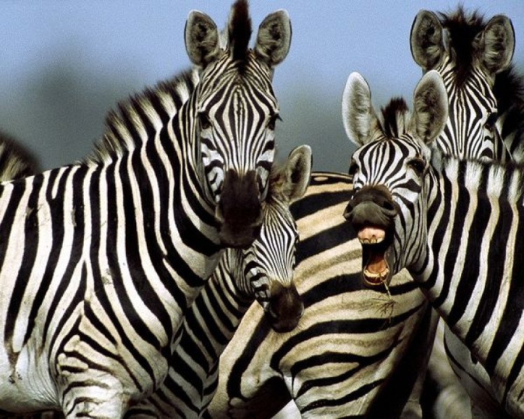 Picture 3 of Revealing the world's most useless horse: Zebra