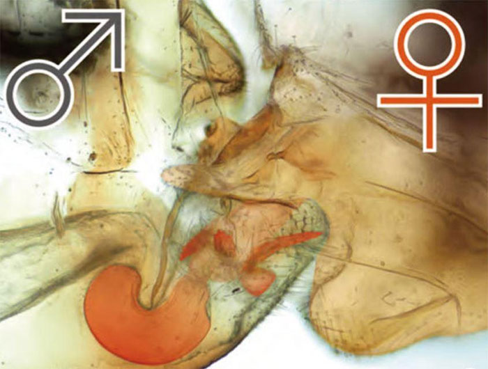 Picture 1 of Reversing strange insects with reproductive organs