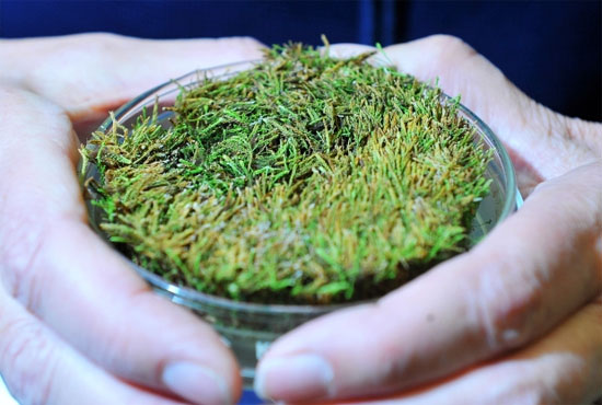 Picture 1 of Revitalizing frozen moss 400 years