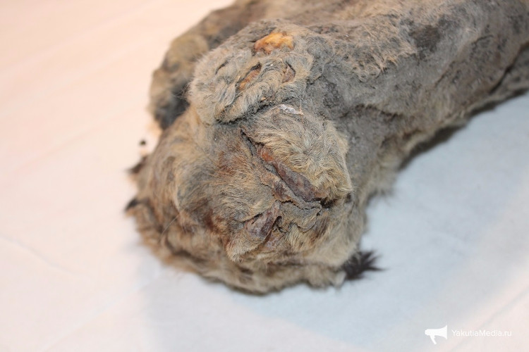 Picture 3 of Revive a 50,000-year-old lion mummy with the same experiment