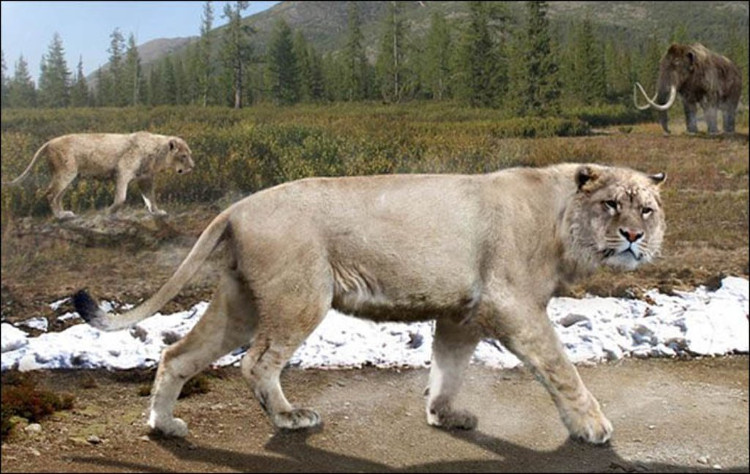 Picture 5 of Revive a 50,000-year-old lion mummy with the same experiment