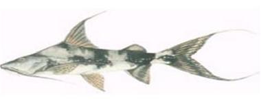 Picture 2 of 'Revive' rare species of fish