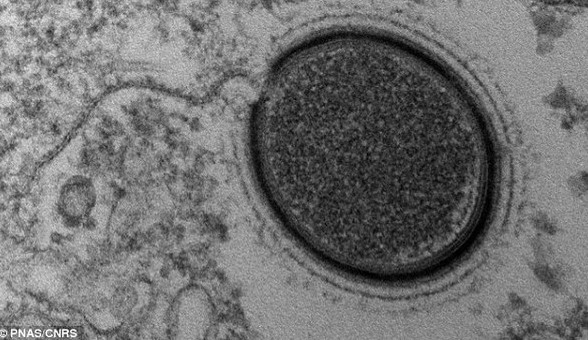 Picture 1 of Revived ancient virus 30,000 years old
