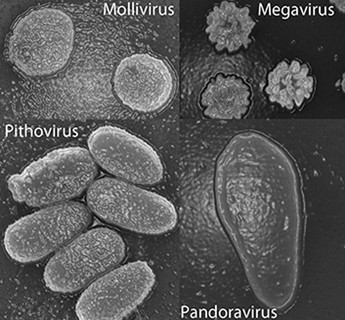 Picture 2 of Revived ancient virus 30,000 years old