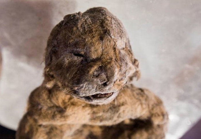 Picture 1 of Reviving a lion from a corpse intact for 12,000 years