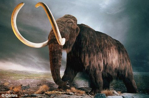 Picture 1 of Reviving mammoths
