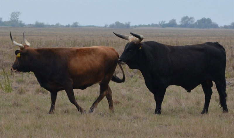 Picture 3 of Reviving the 1.500kg extinct bison, 400 years old