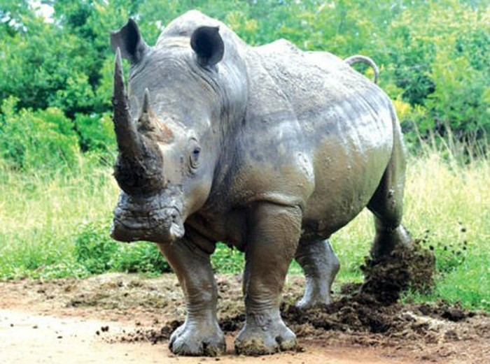 Picture 1 of Rhino horns have only pharmacological properties such as buffalo horns, ox horns ...