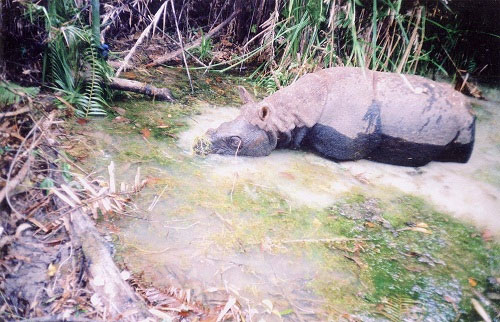 Picture 1 of Rhino image of a horn shot in the leg