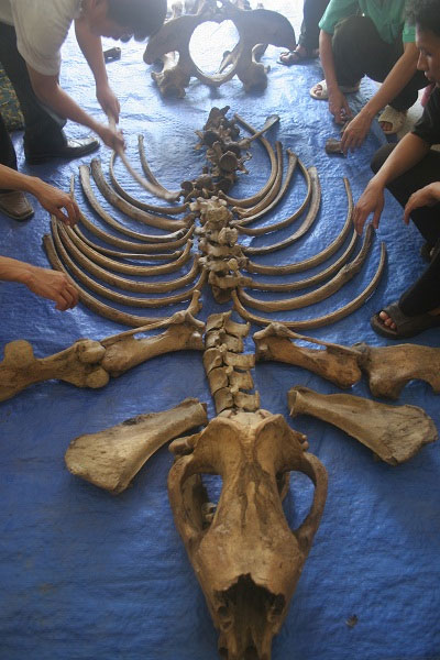Picture 10 of Rhino image of a horn shot in the leg