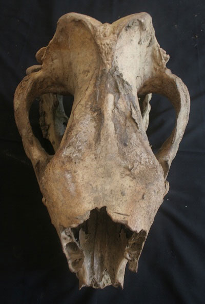 Picture 11 of Rhino image of a horn shot in the leg