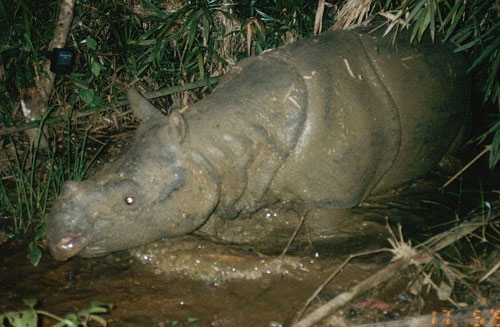 Picture 2 of Rhino image of a horn shot in the leg