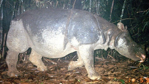 Picture 3 of Rhino image of a horn shot in the leg
