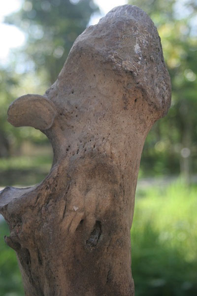 Picture 8 of Rhino image of a horn shot in the leg