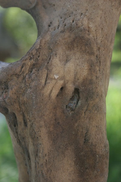 Picture 9 of Rhino image of a horn shot in the leg