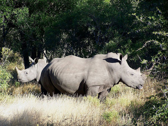 Picture 1 of Rhino massacre in South Africa