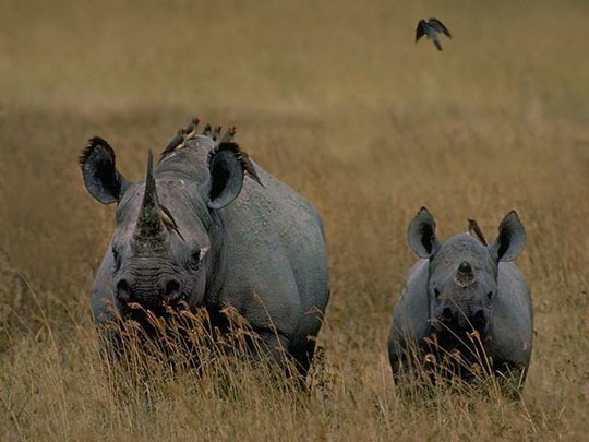 Picture 2 of Rhino massacre in South Africa