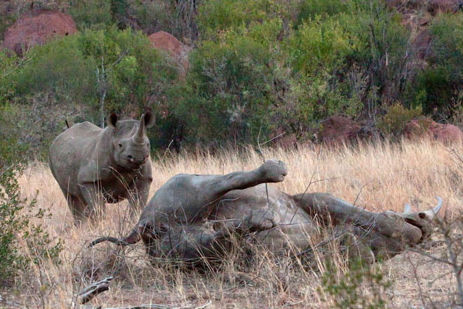 Picture 7 of Rhinoceros risking their lives with elephants to protect them