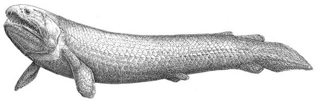 Picture 1 of Rhizodus hibberti: Horror monster of the Carbon era