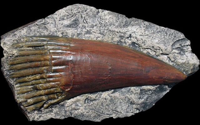 Picture 2 of Rhizodus hibberti: Horror monster of the Carbon era