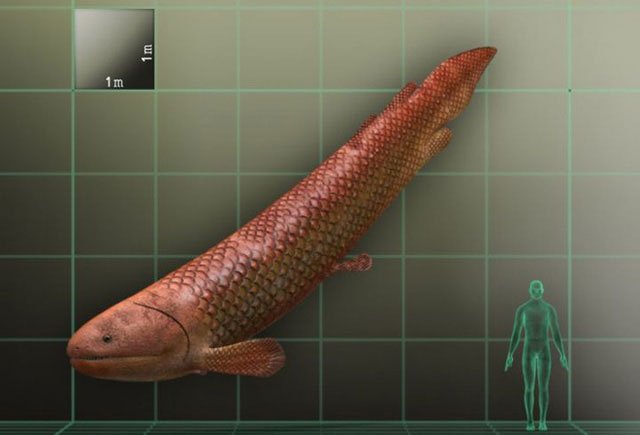 Picture 3 of Rhizodus hibberti: Horror monster of the Carbon era