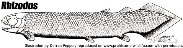 Picture 4 of Rhizodus hibberti: Horror monster of the Carbon era