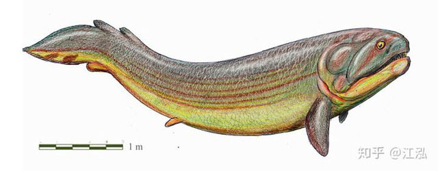 Picture 6 of Rhizodus hibberti: Horror monster of the Carbon era