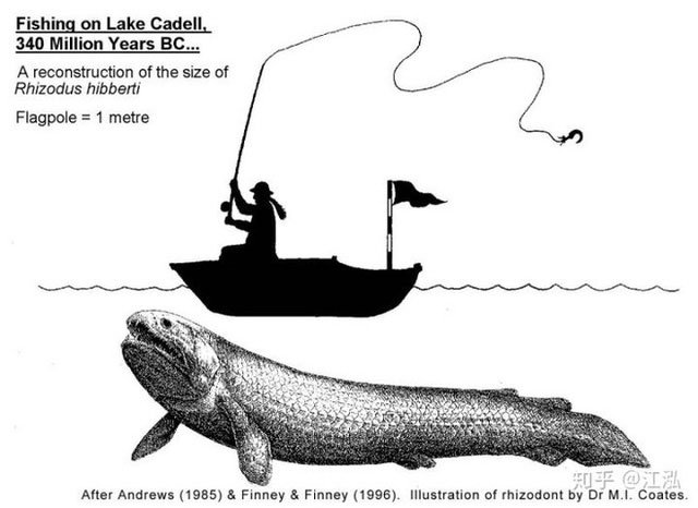 Picture 9 of Rhizodus hibberti: Horror monster of the Carbon era