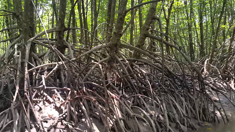 Picture 1 of Rhizophora - Coast guard