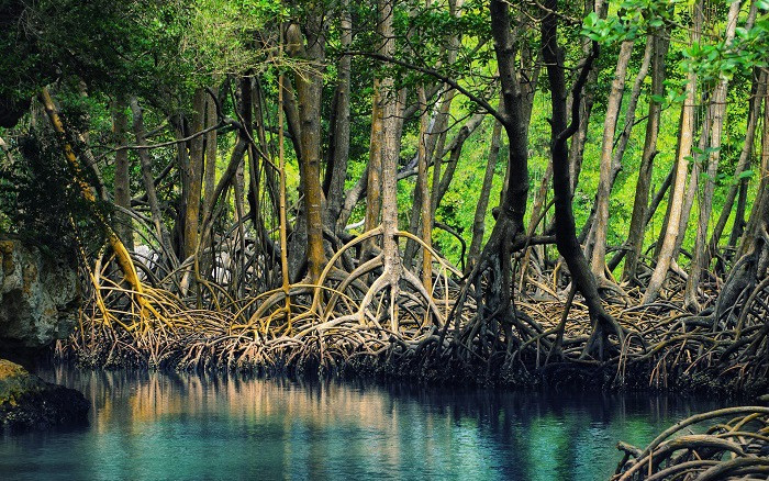 Picture 2 of Rhizophora - Coast guard