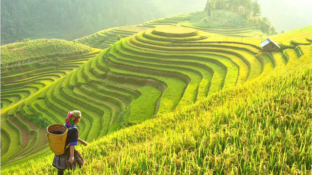 Rice is safely preserved in Philippine gene bank