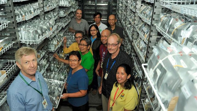 Picture 2 of Rice is safely preserved in Philippine gene bank