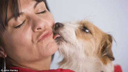 Picture 1 of Risk of disease caused by pet kissing