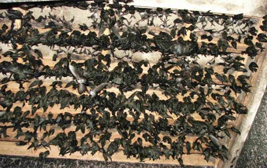 Picture 1 of Risk of infection with H5N1 bird flu from bird nest