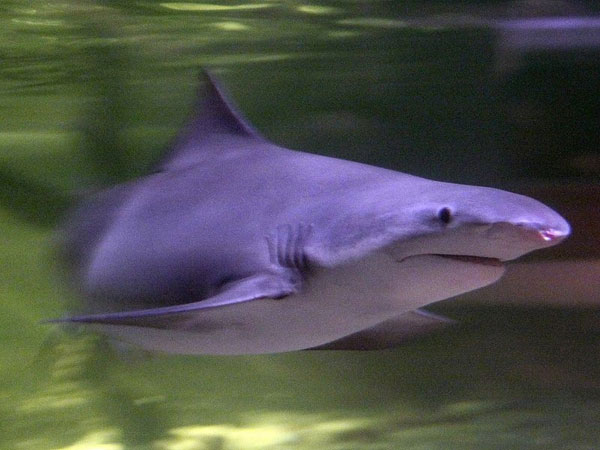 Picture 1 of River sharks - Fact or rumor?